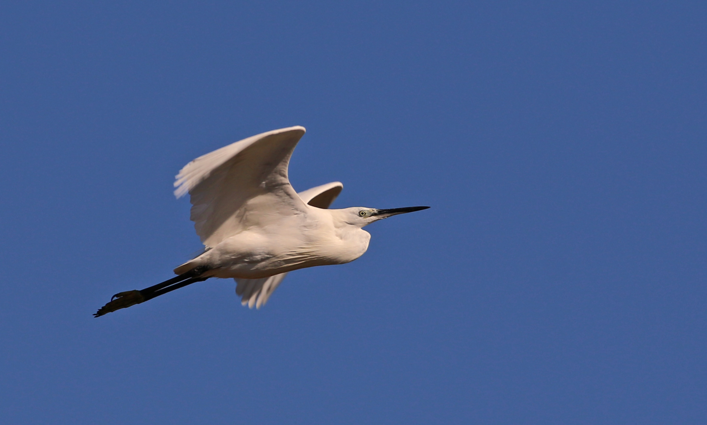 Little Egret